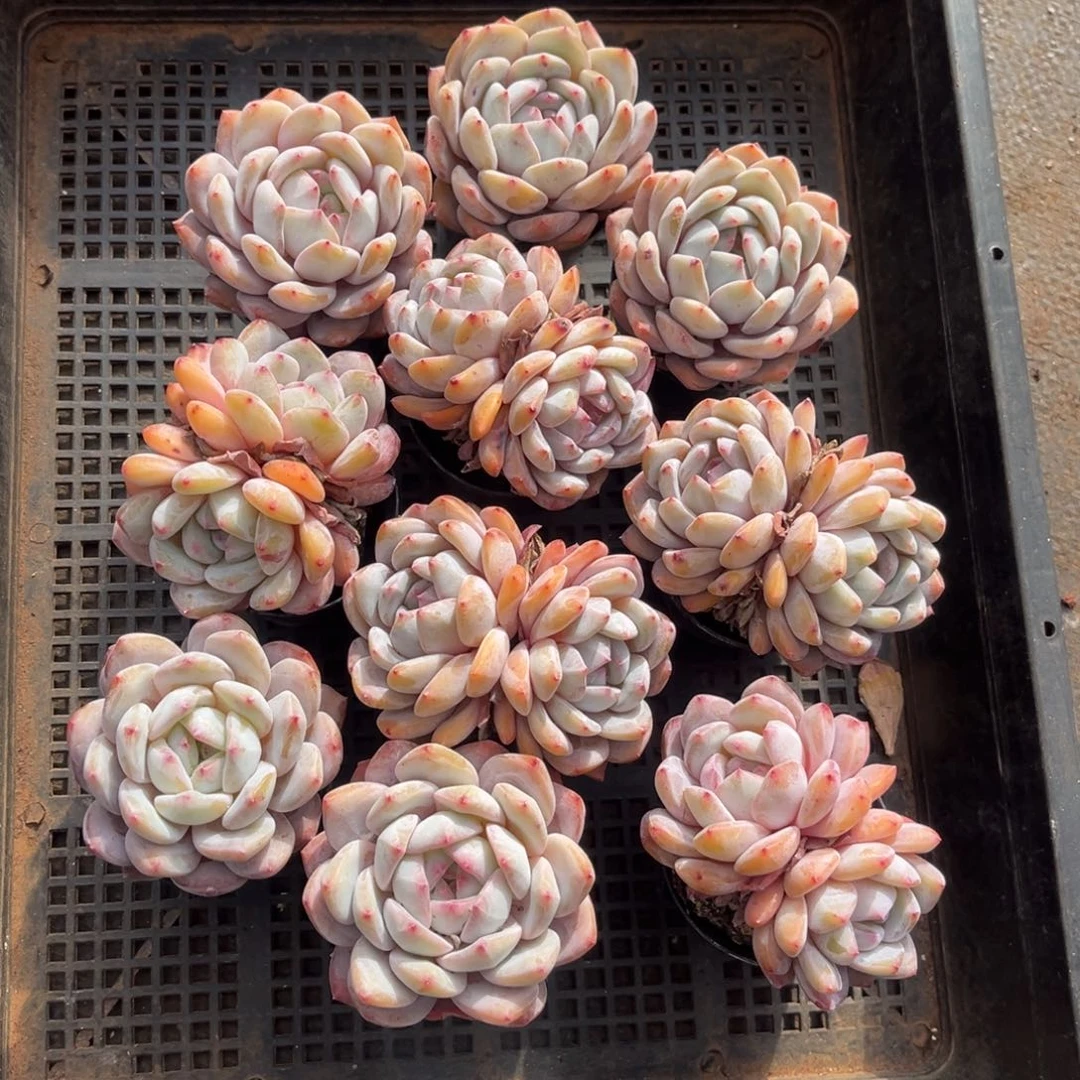 带盆发  633号新疆西藏内蒙古不包邮