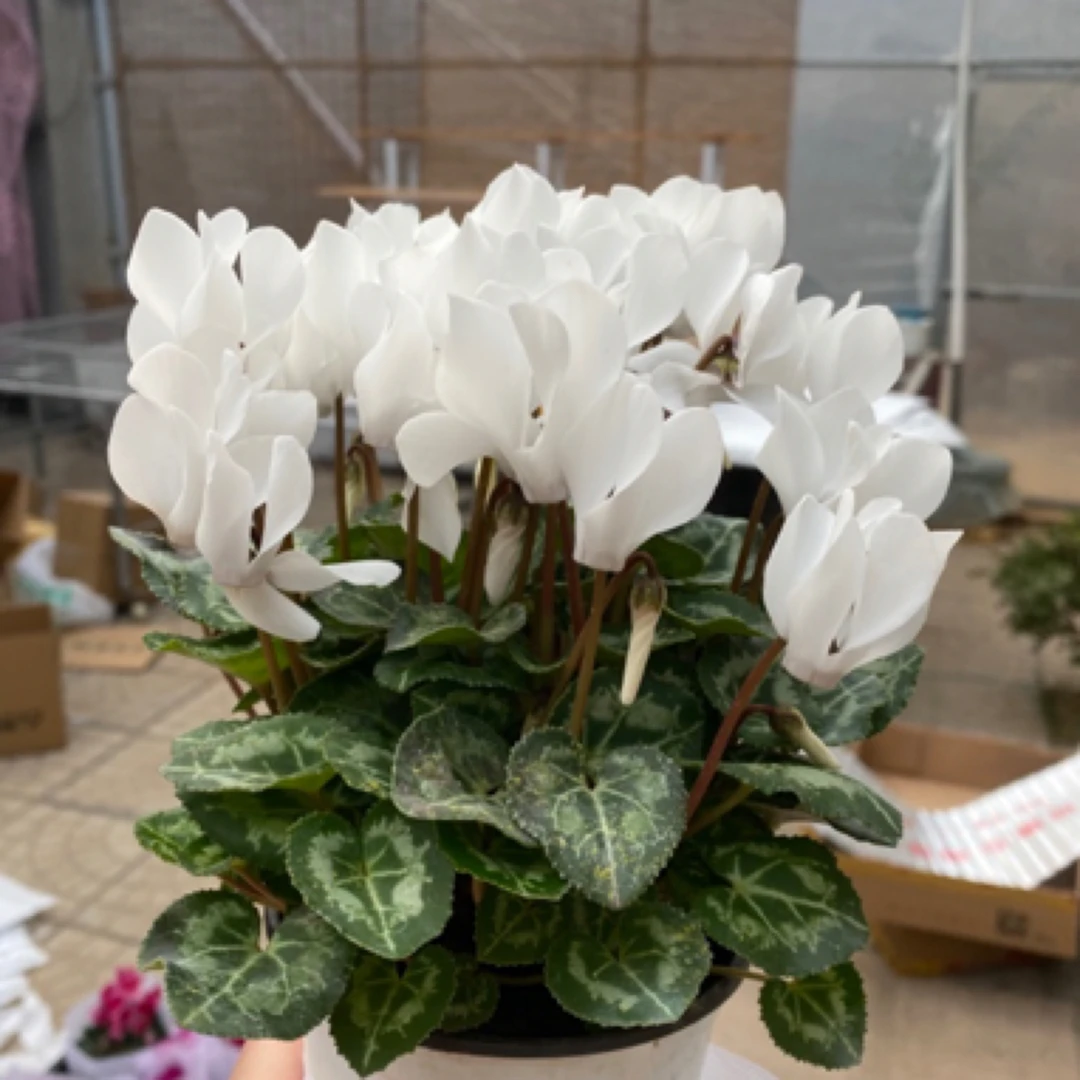 白色兔耳小叶小花〈颗型偏小〉带花和花苞发货
