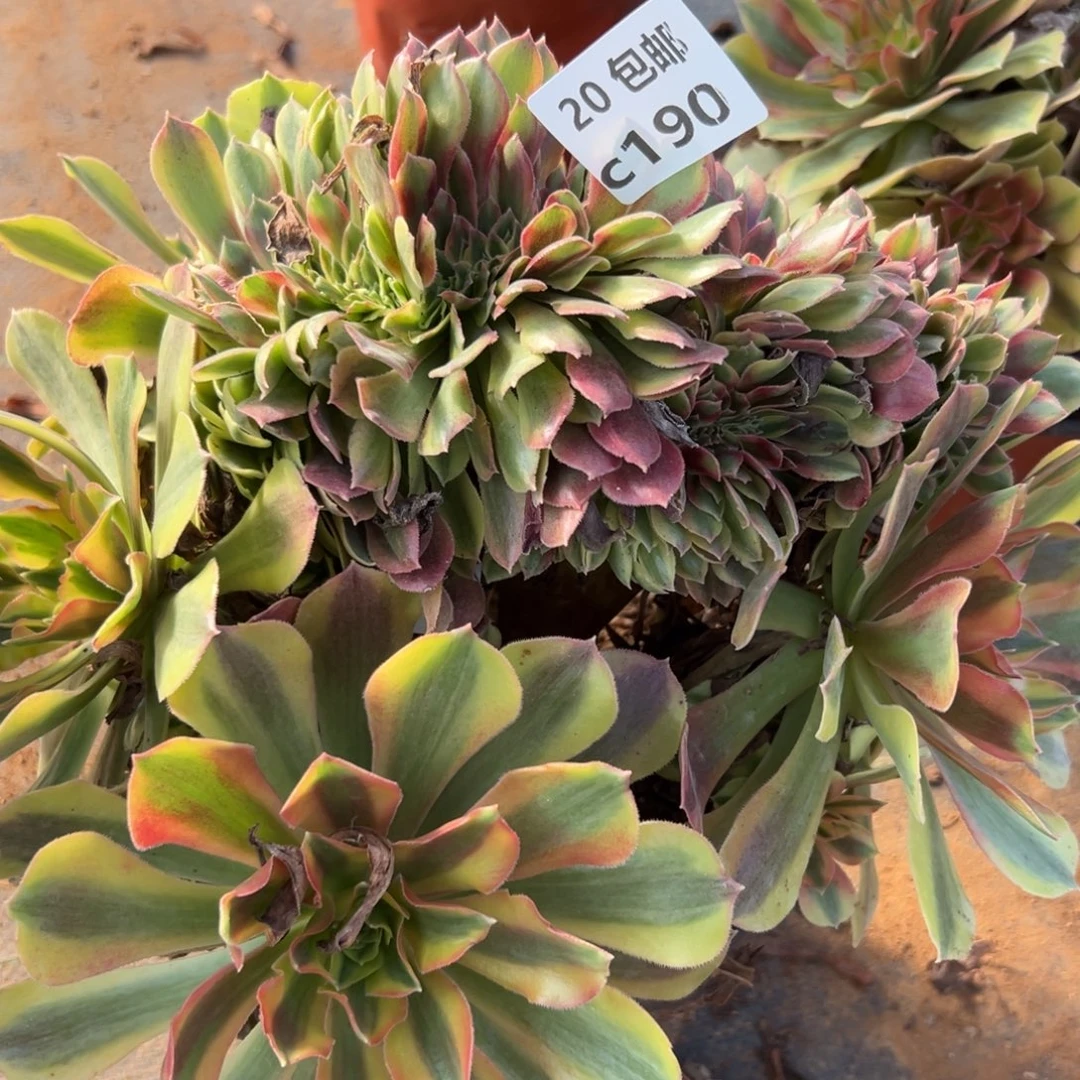 190红秀缀，多肉法师