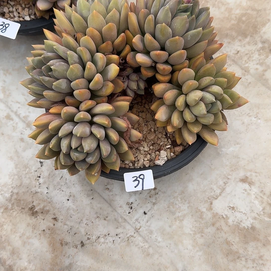 39 号象牙多肉植物 00000