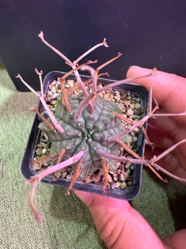 法利达大戟 带盆发货 优选长花柄