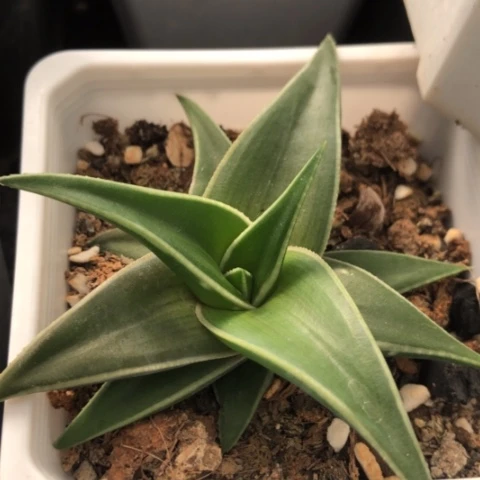 丸叶芦荟多肉植物