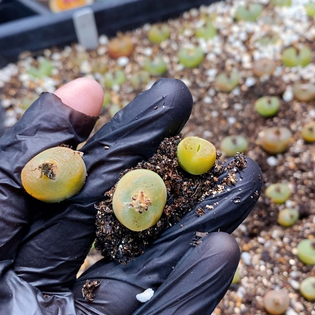 安*2206-3颗1798.79