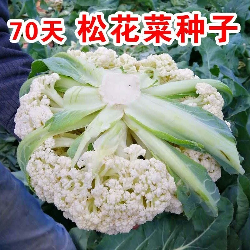 有机松花菜种子散花青梗白色有机花椰菜高产耐寒耐湿有机菜花种子