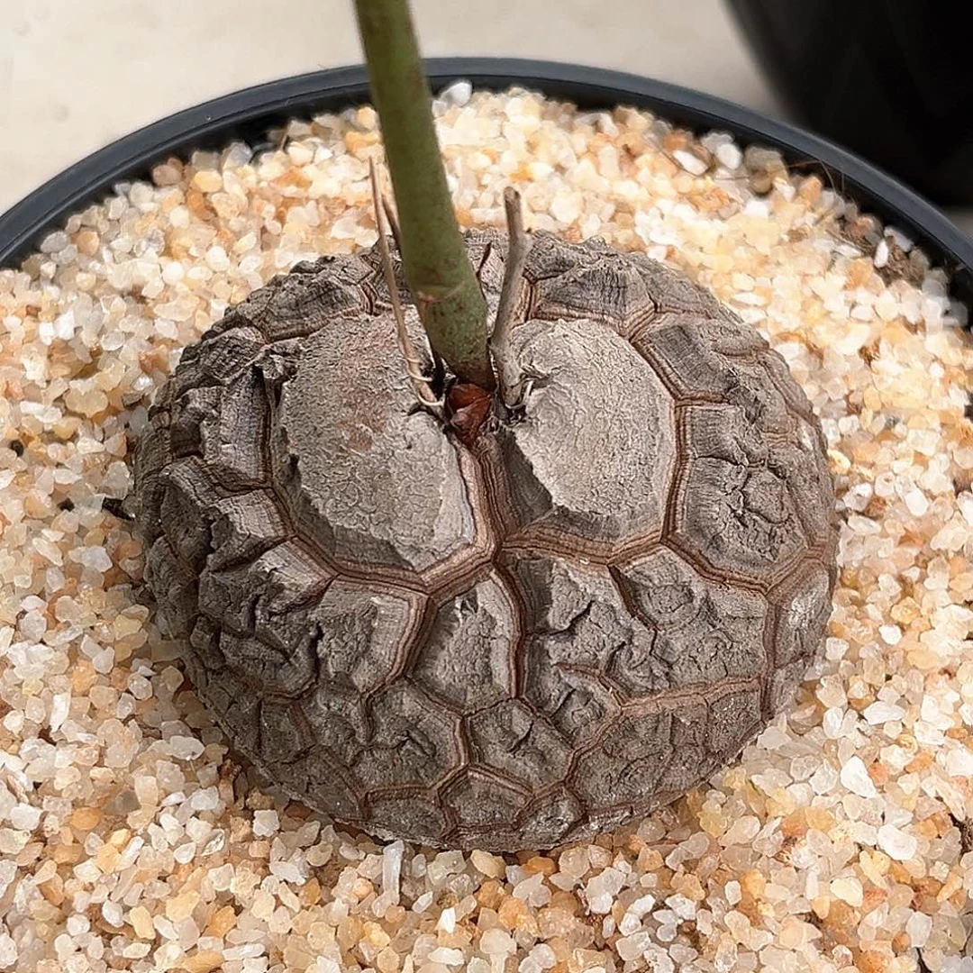 潮流植物南非龟，大眼睛