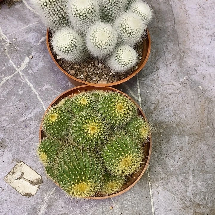 喵****呀一物一拍二棵仙人球