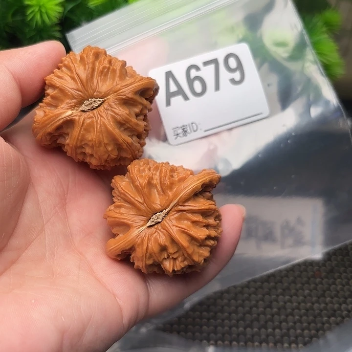 把件桃核白狮子45