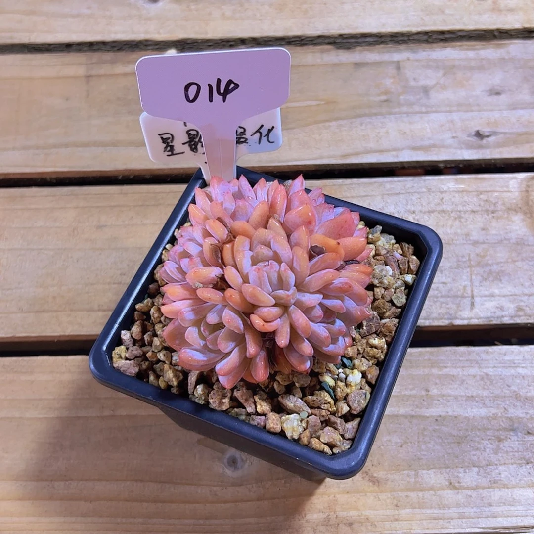 娇*014星影群。。。。。。。