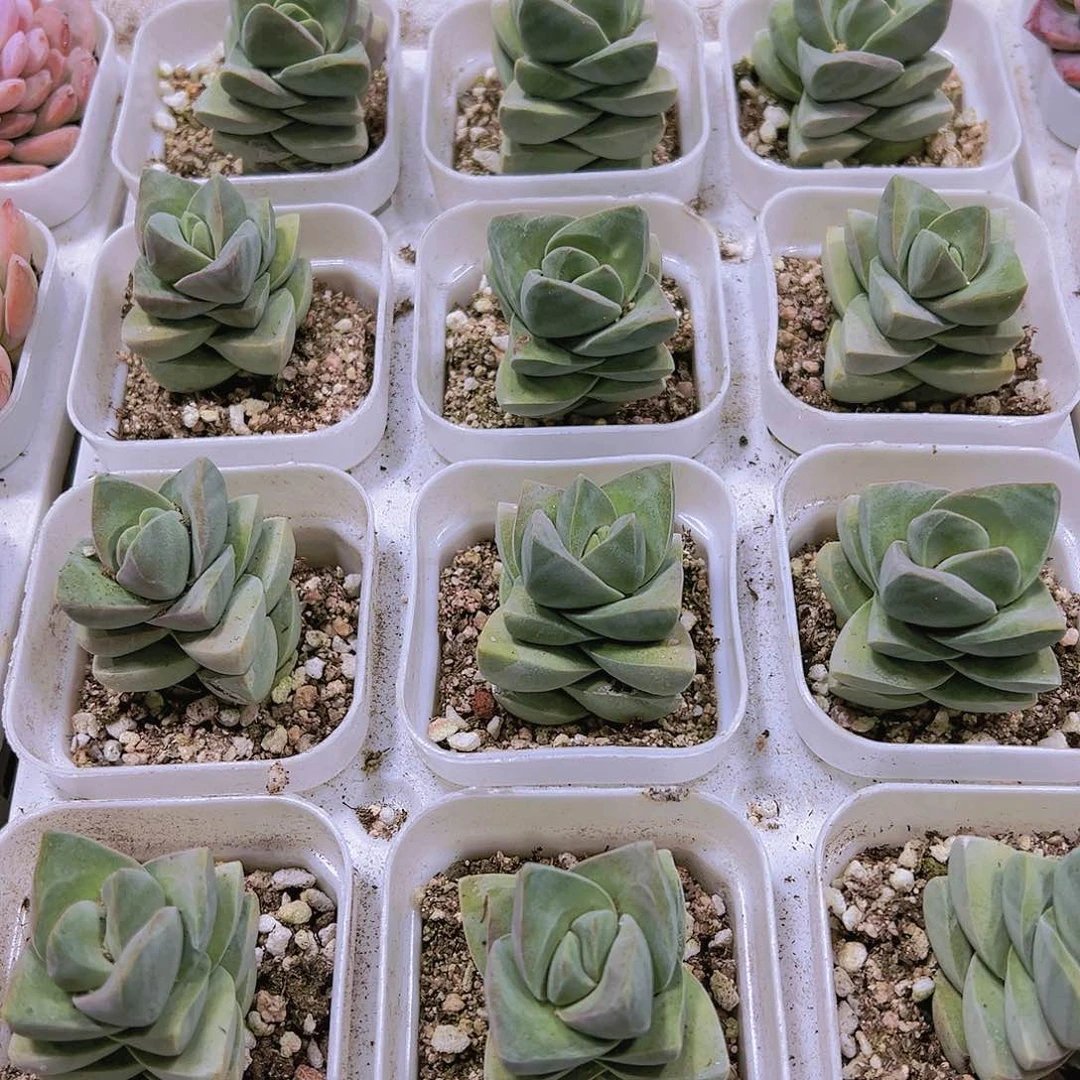 纪之川19包邮多肉植物