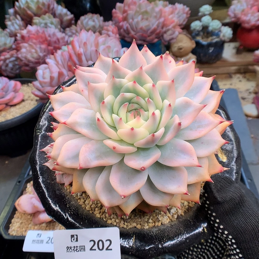202吉娃娃锦多肉植物666