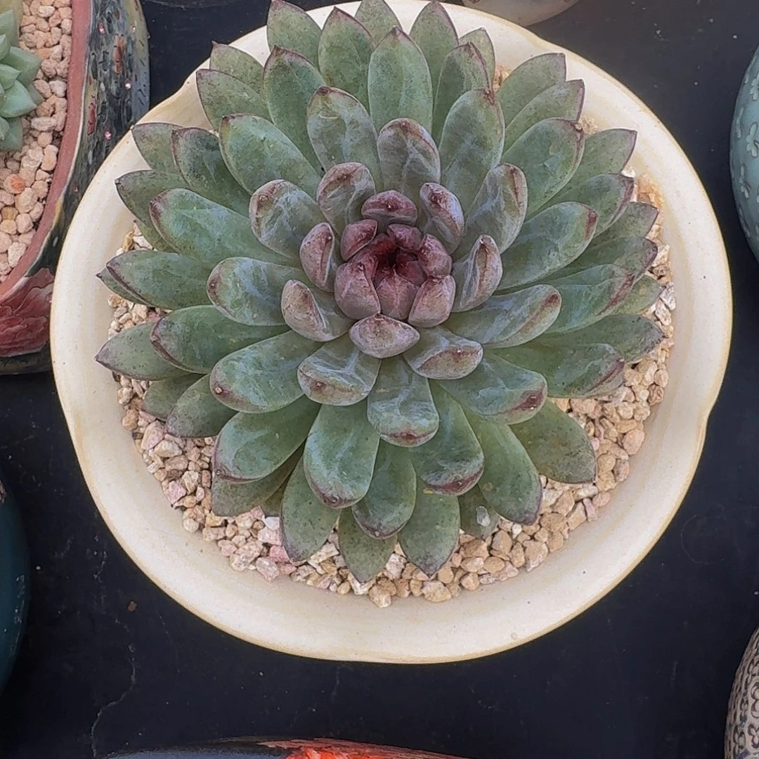 黑水晶 美人杂 一物一拍
