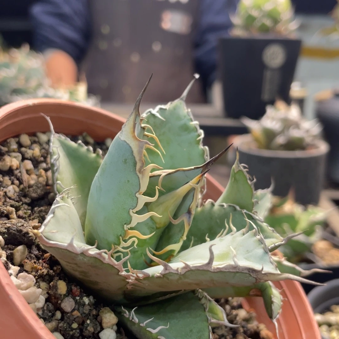 蓝肌实生1111111111111