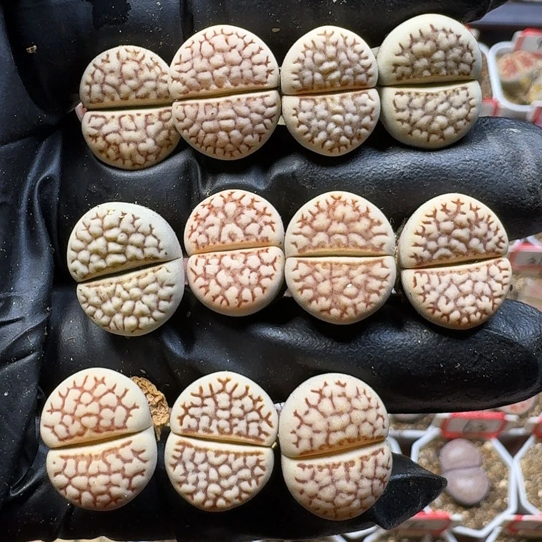 生石花111111。  20