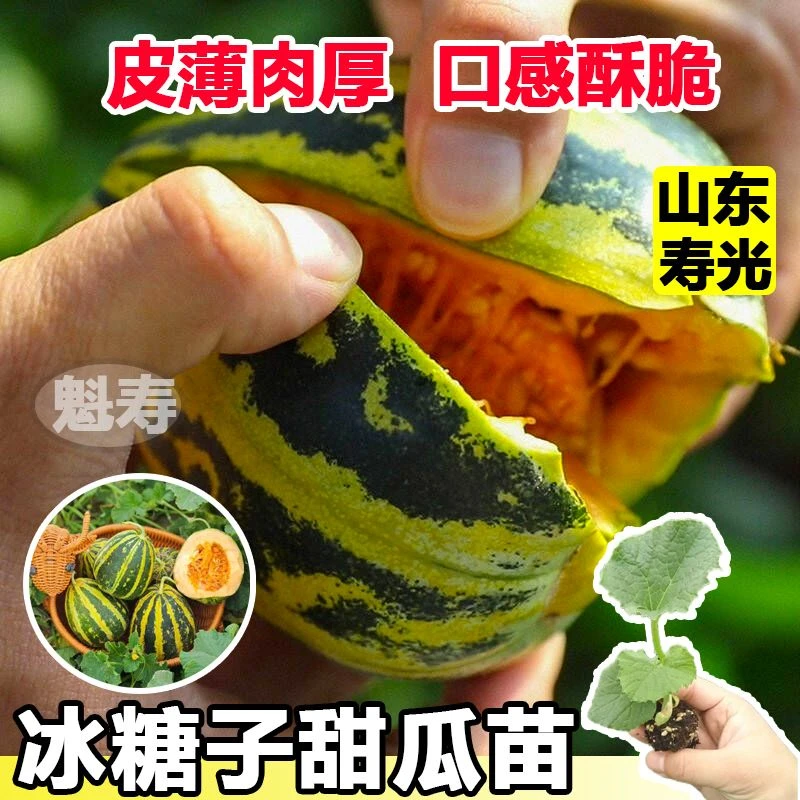 冰糖子老品种甜瓜种子种籽苗四季秧香瓜蔬菜孑菜苗北方秧苗甜瓜子