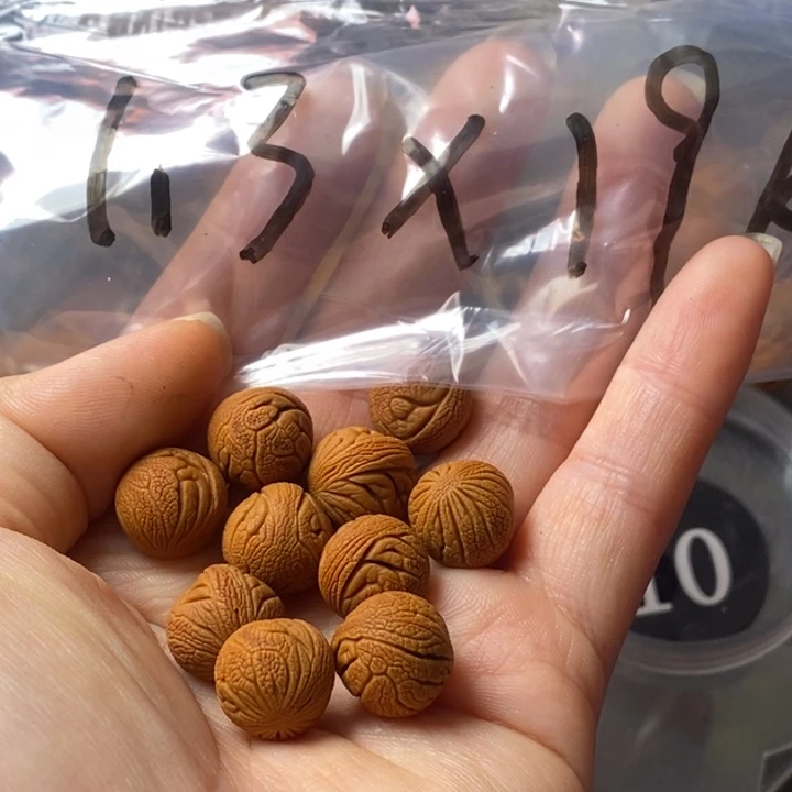 手串文玩核桃秦岭野生龙纹桃核13