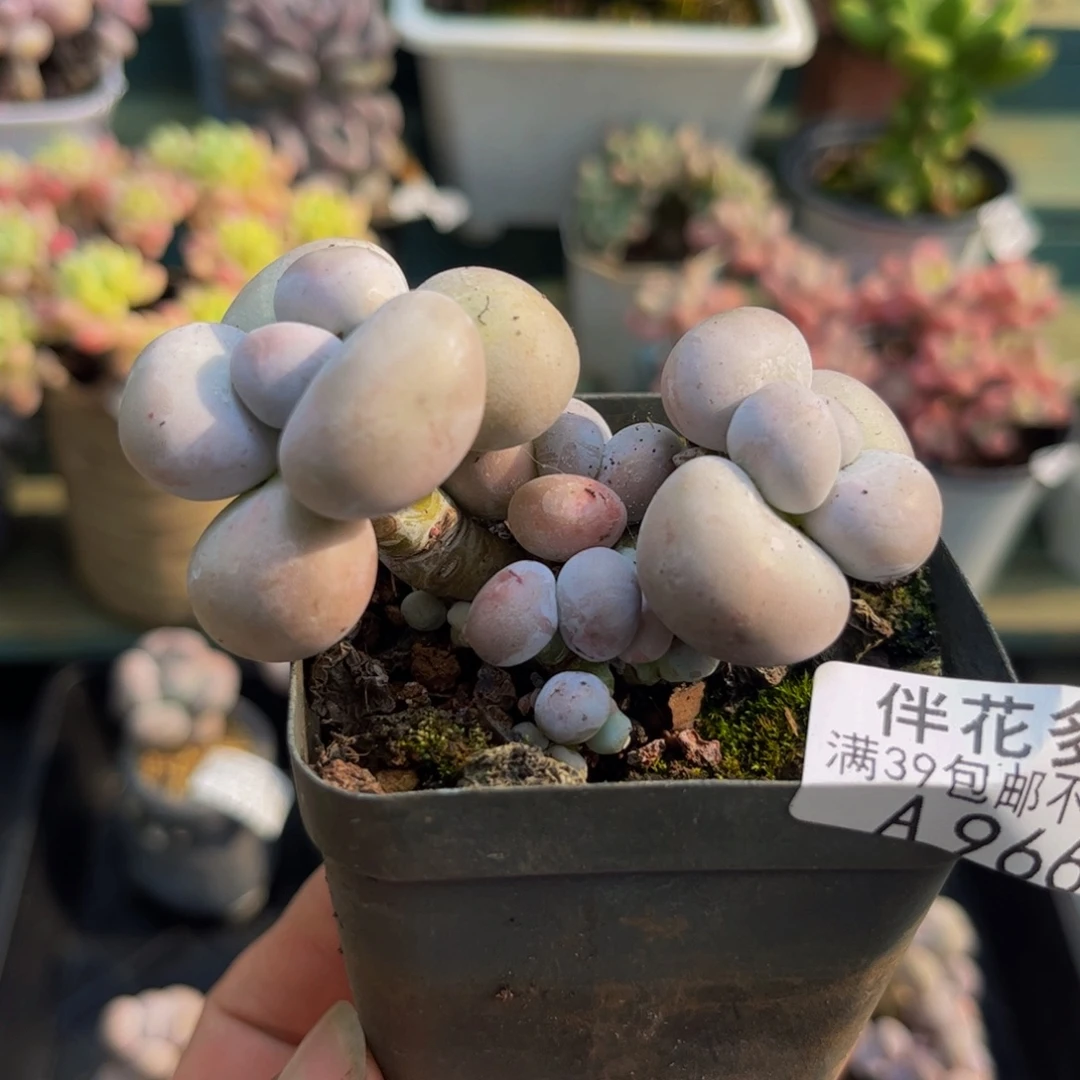 966芭比奶酪5cm多肉