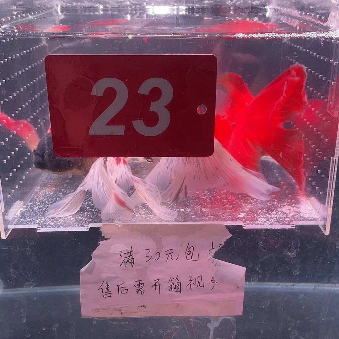 红嘴尖格鱼冷水江市等全国重点区域