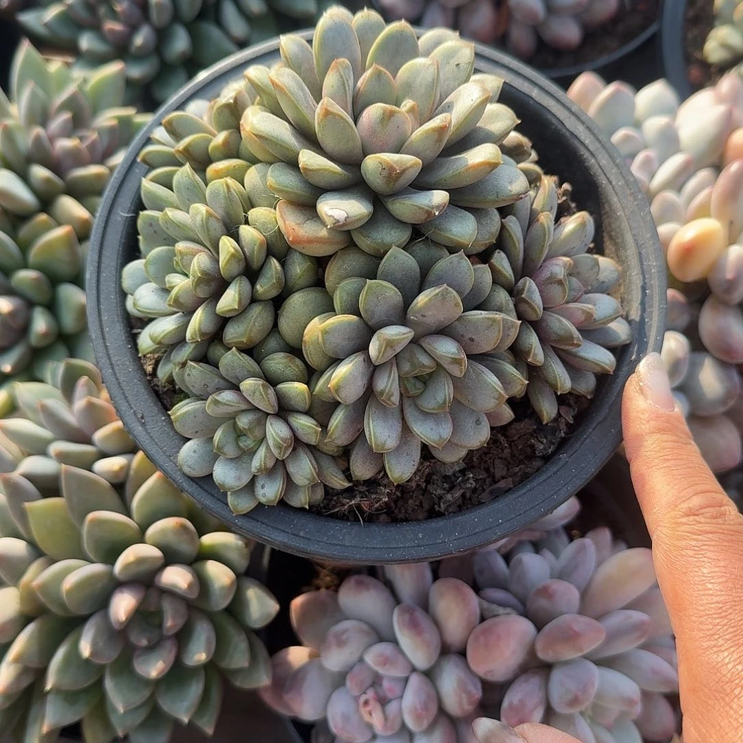 大号葡萄多肉植物