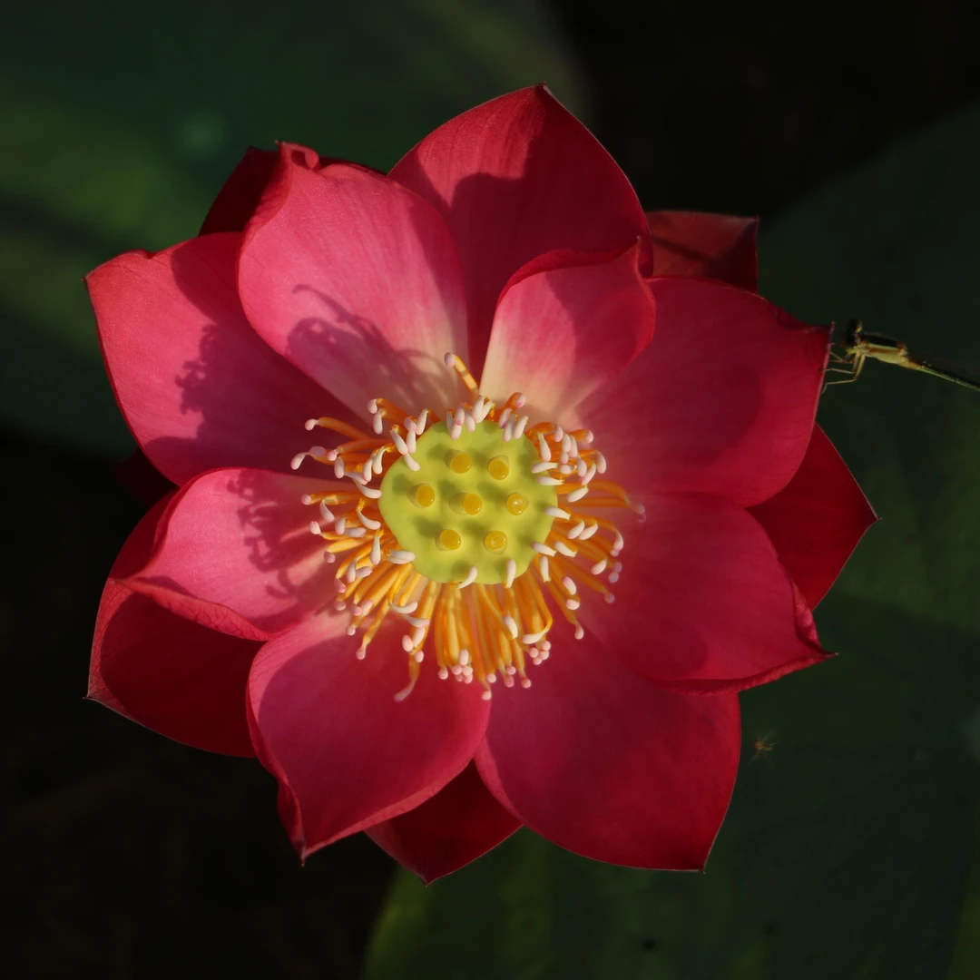 姬荷-嫣 微型大红色单瓣碗莲荷花莲花水生花卉绿植【不二的花园】