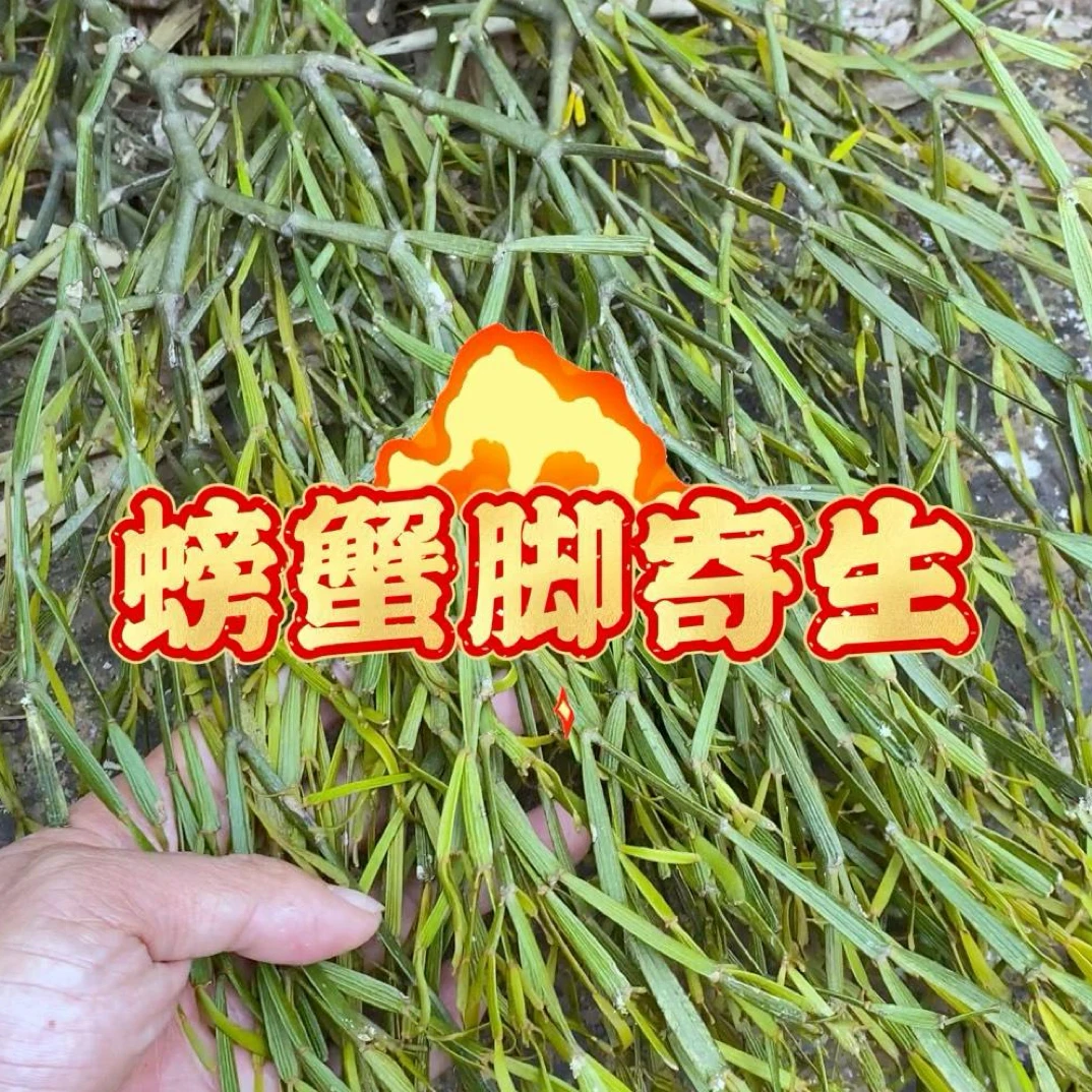 寄生植物螃蟹脚绿植观赏食物