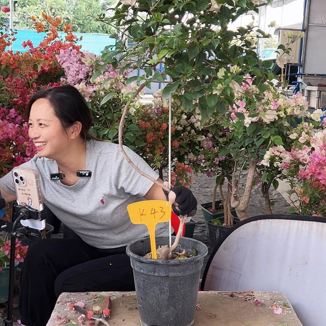 我***台大部分花苞少量开放K43棒棒糖