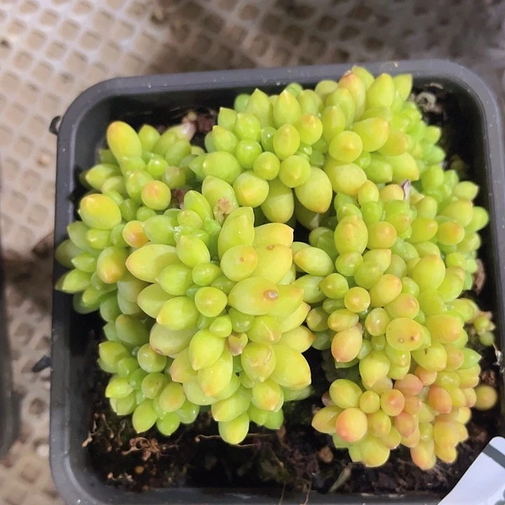 千代田缀0723多肉植物