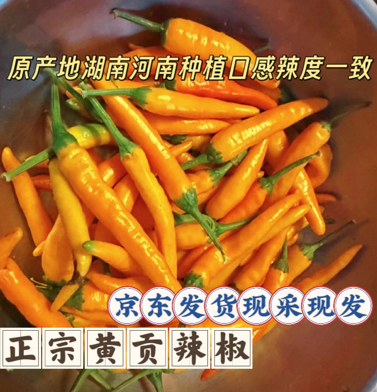 （京东直发）现摘现发香辣黄贡椒香辣高辣黄皮椒炒菜腌制特辣辣椒