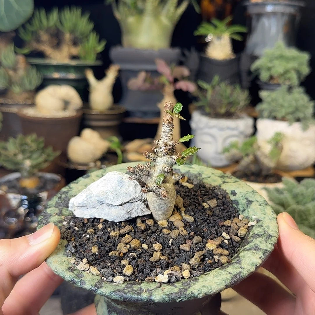 一物一拍娜娜乳香580