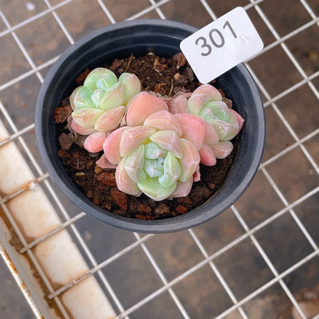 301。     冰玉。