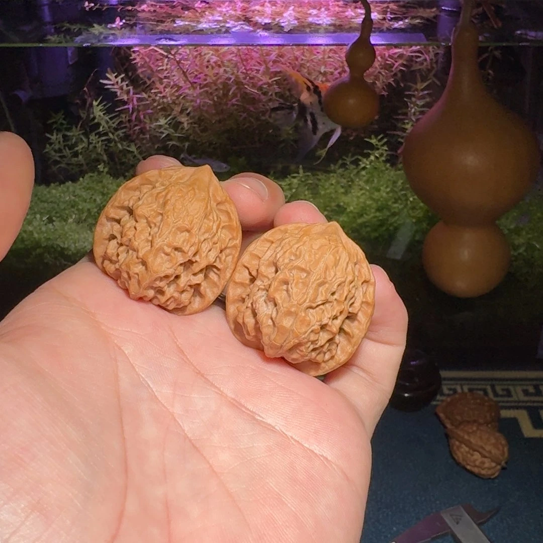 新手福利练手对野狼
