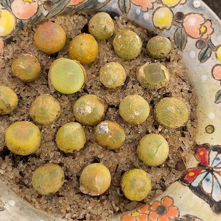 紫皮拉登一颗   0.6-0.8厘米