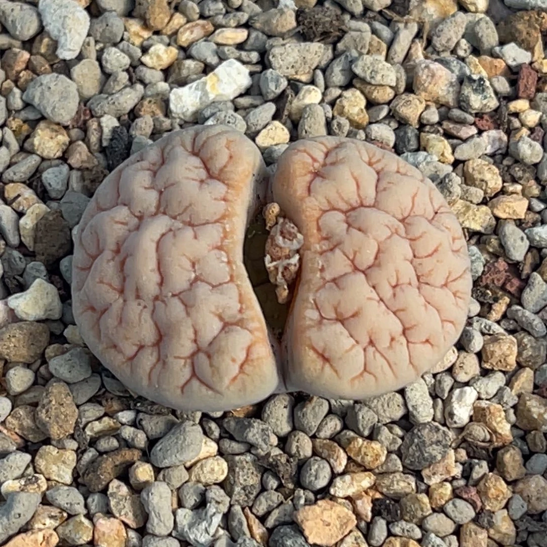 2460凹凸铁189一颗