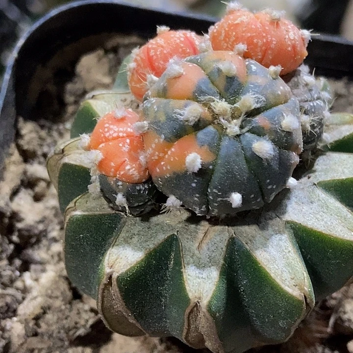 无花朵福利散斑红锦兜群898