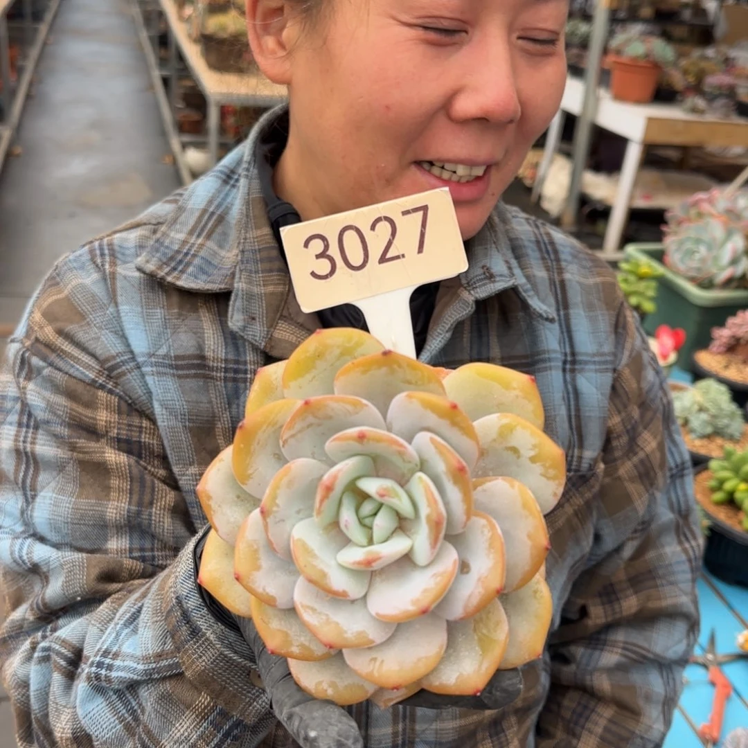 奶茶单头。 3027号。