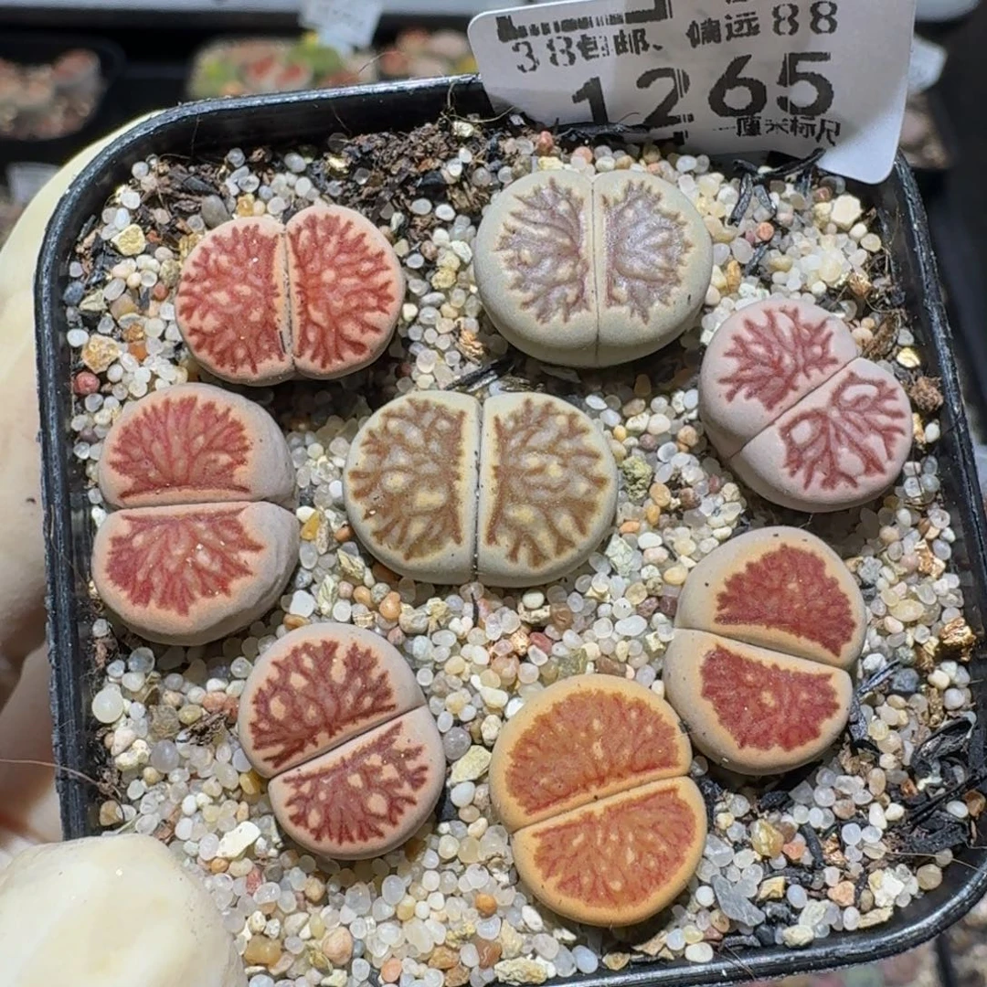 zzzz生石花肉锥1265
