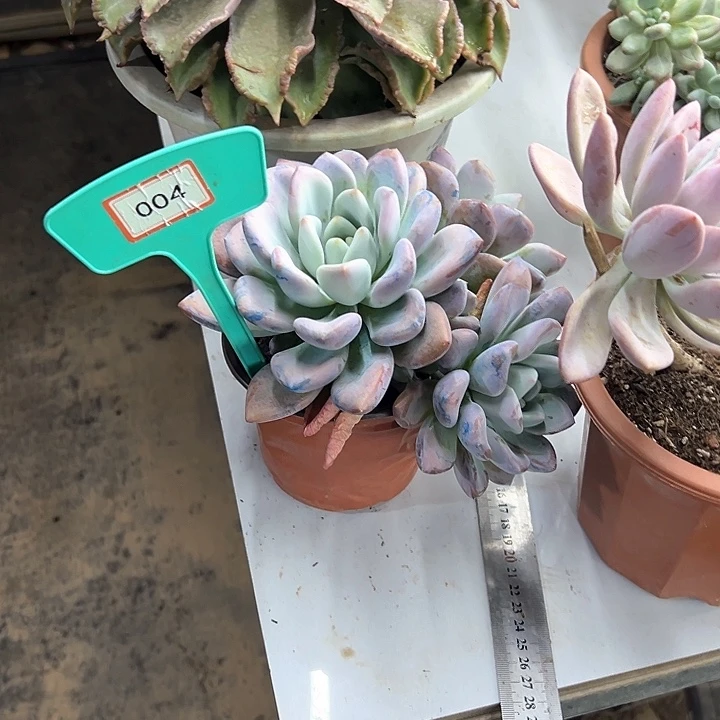 付***型奥普多肉植物提取004
