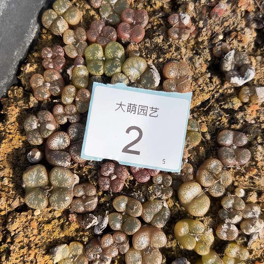 00002量拍勋章混合10颗全部发双头