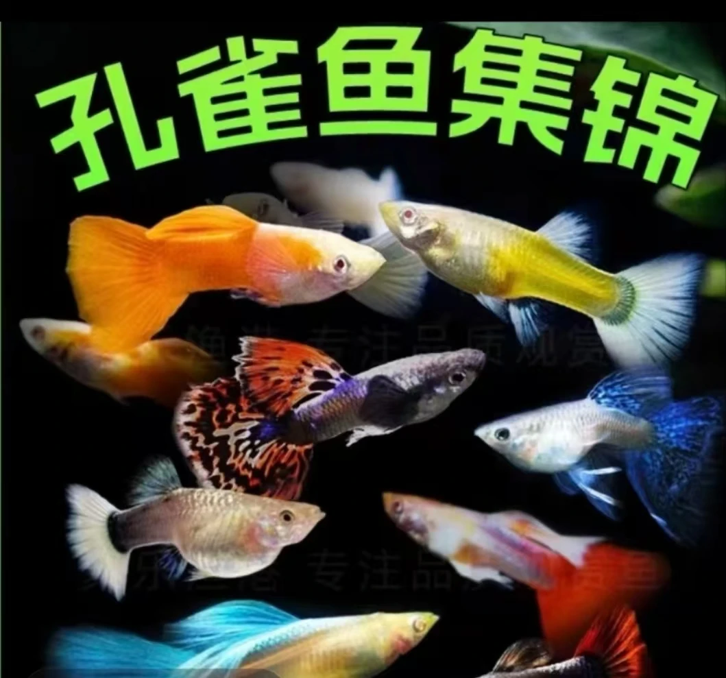孔雀鱼随机4条