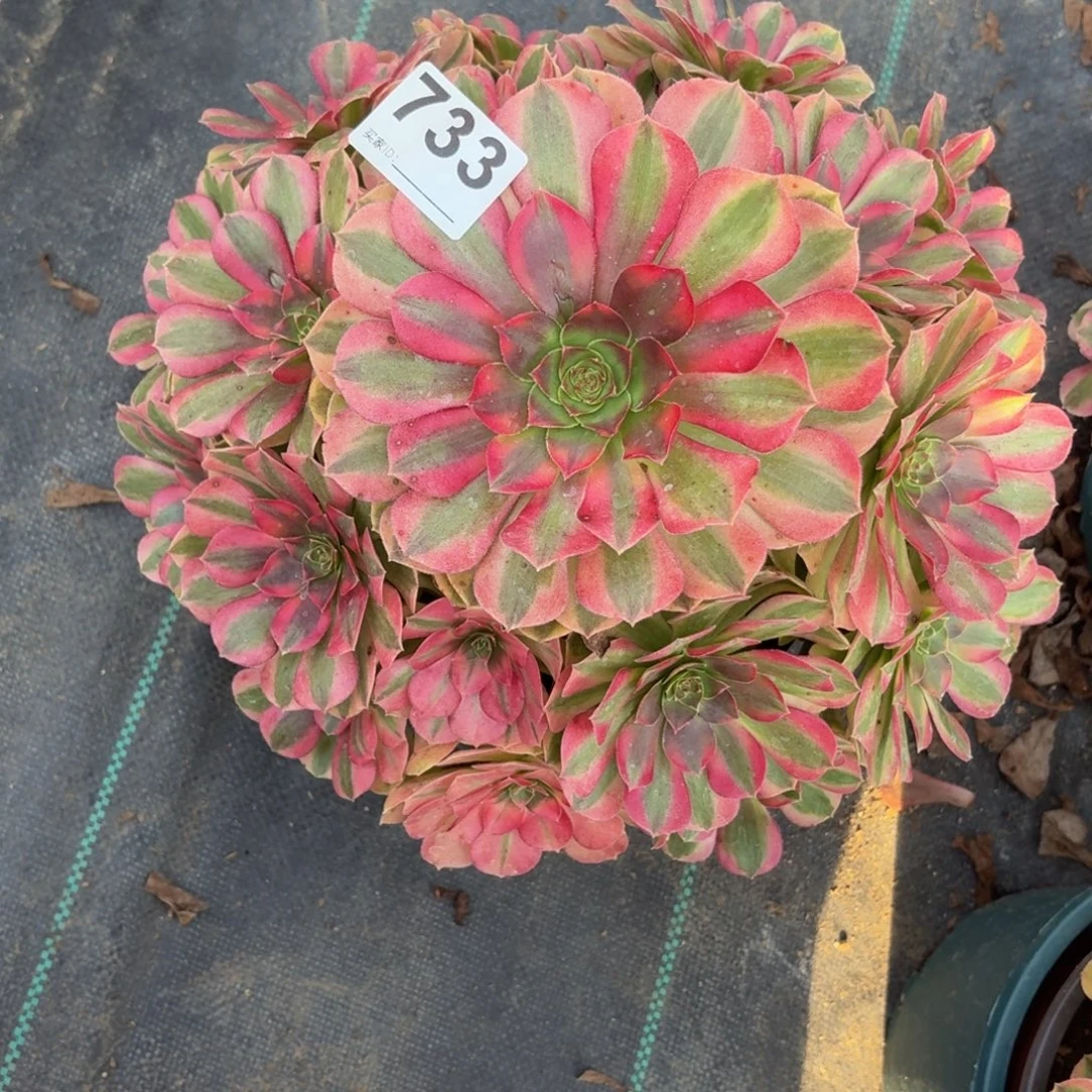 733大雨河多肉植物福利