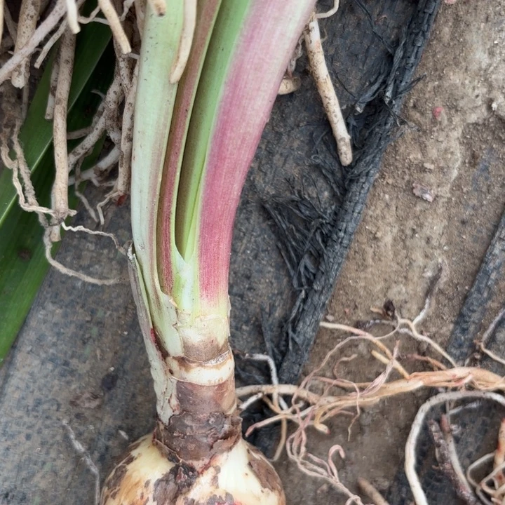 无花朵童话故事包对版福利