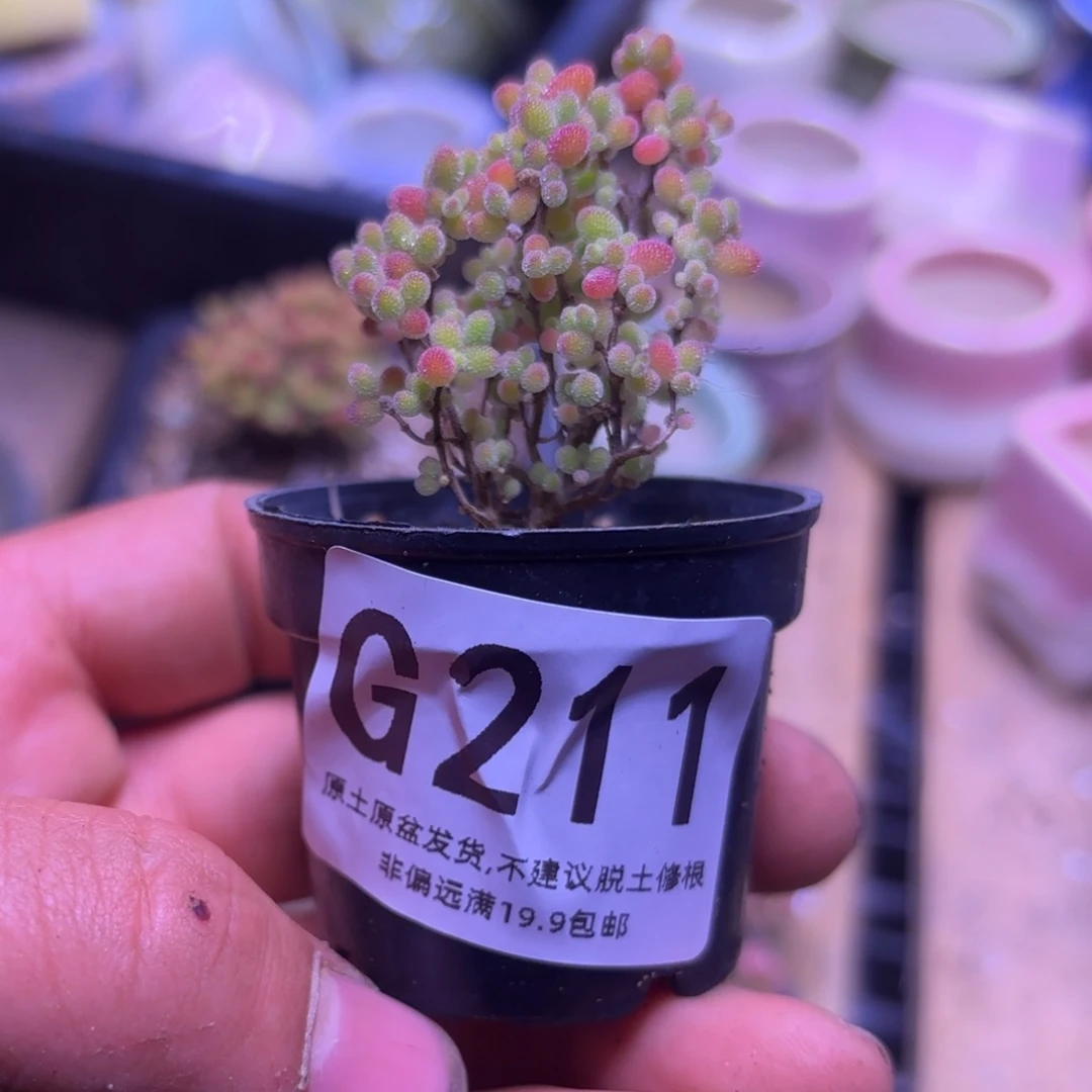 E****t枝干番杏蜜橘G211