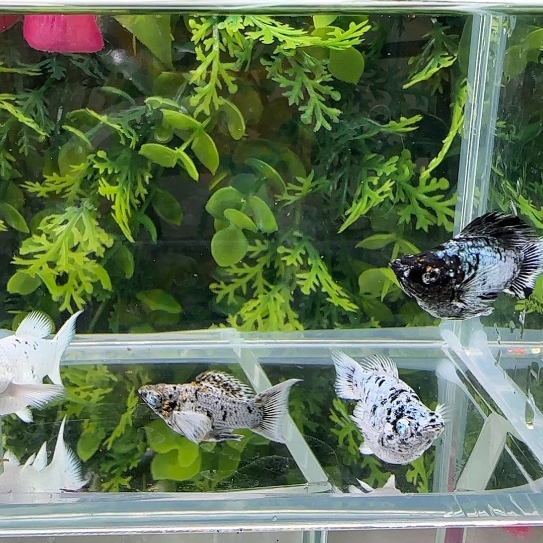 孔雀鱼钻石玛丽奶牛2对