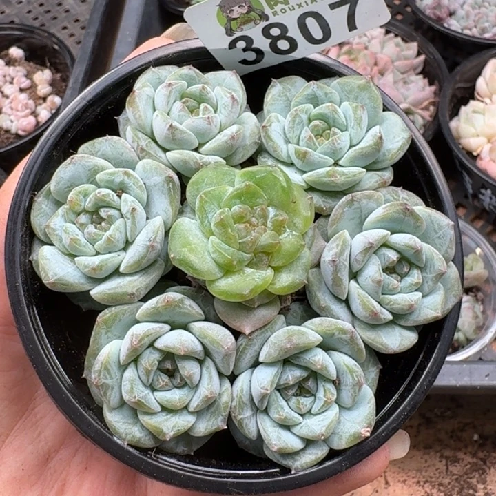 无花朵多肉植物多肉植物