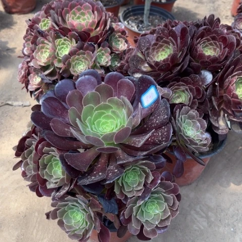 841多肉植物组合