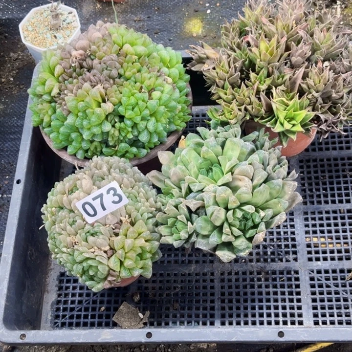 073 带盆一物一图如图雨露大群