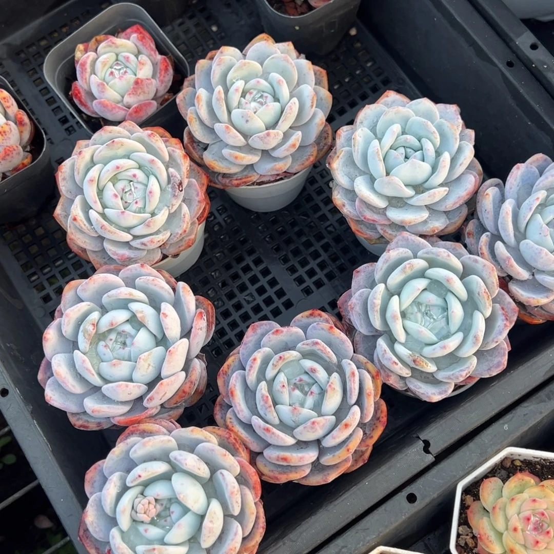 奶盖7cm到手1颗量拍多肉满18元包邮明天发货