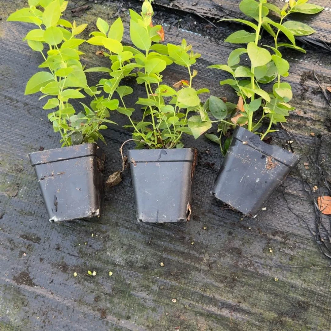 三颗处理小杯，随机发货