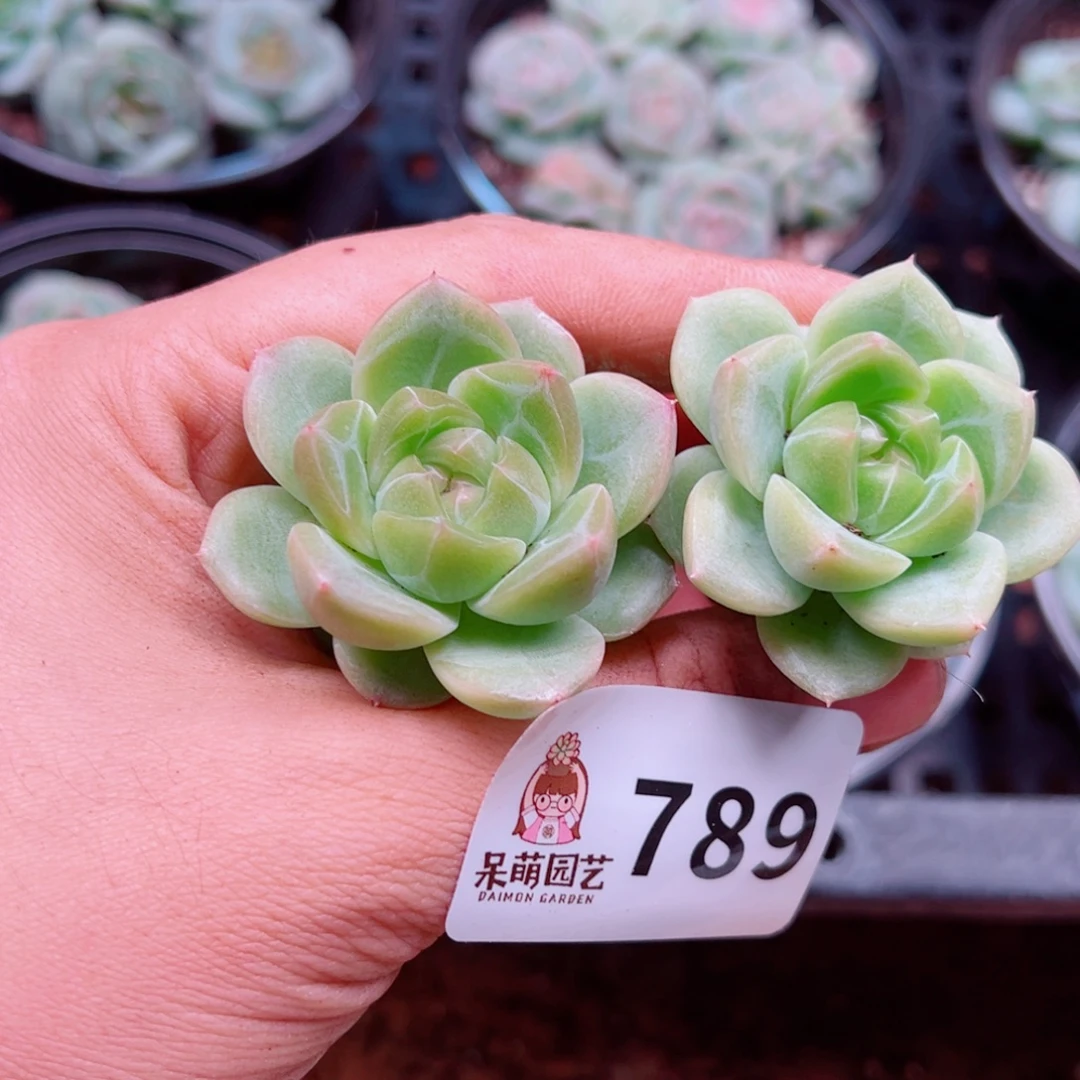 多肉植物多肉植物