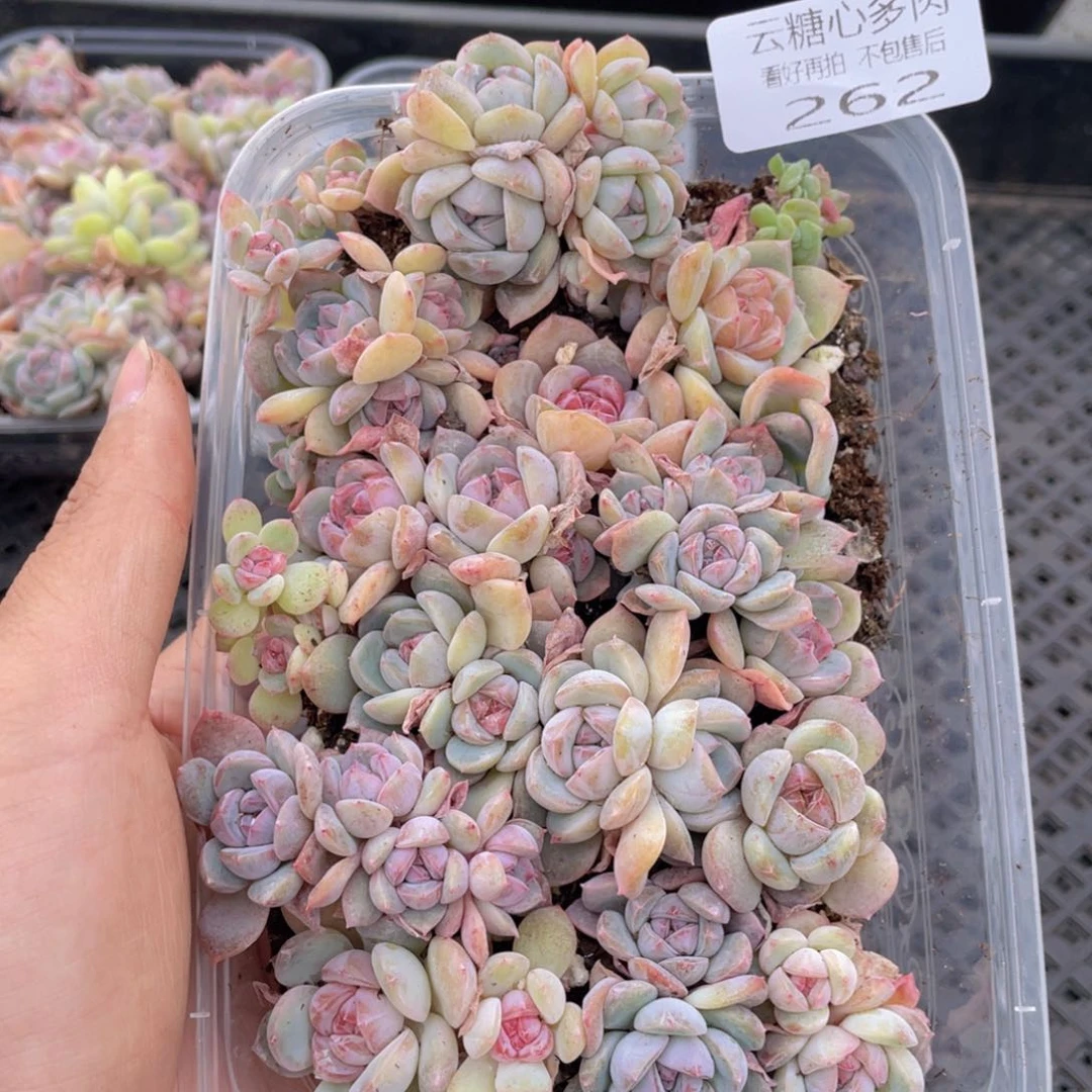 云糖心多肉植物262