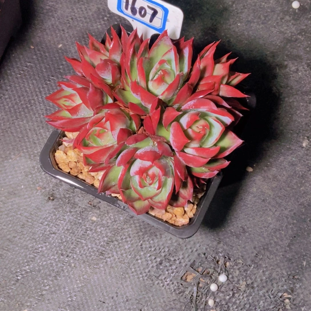 桃***桃1607惊鸿群一颗一